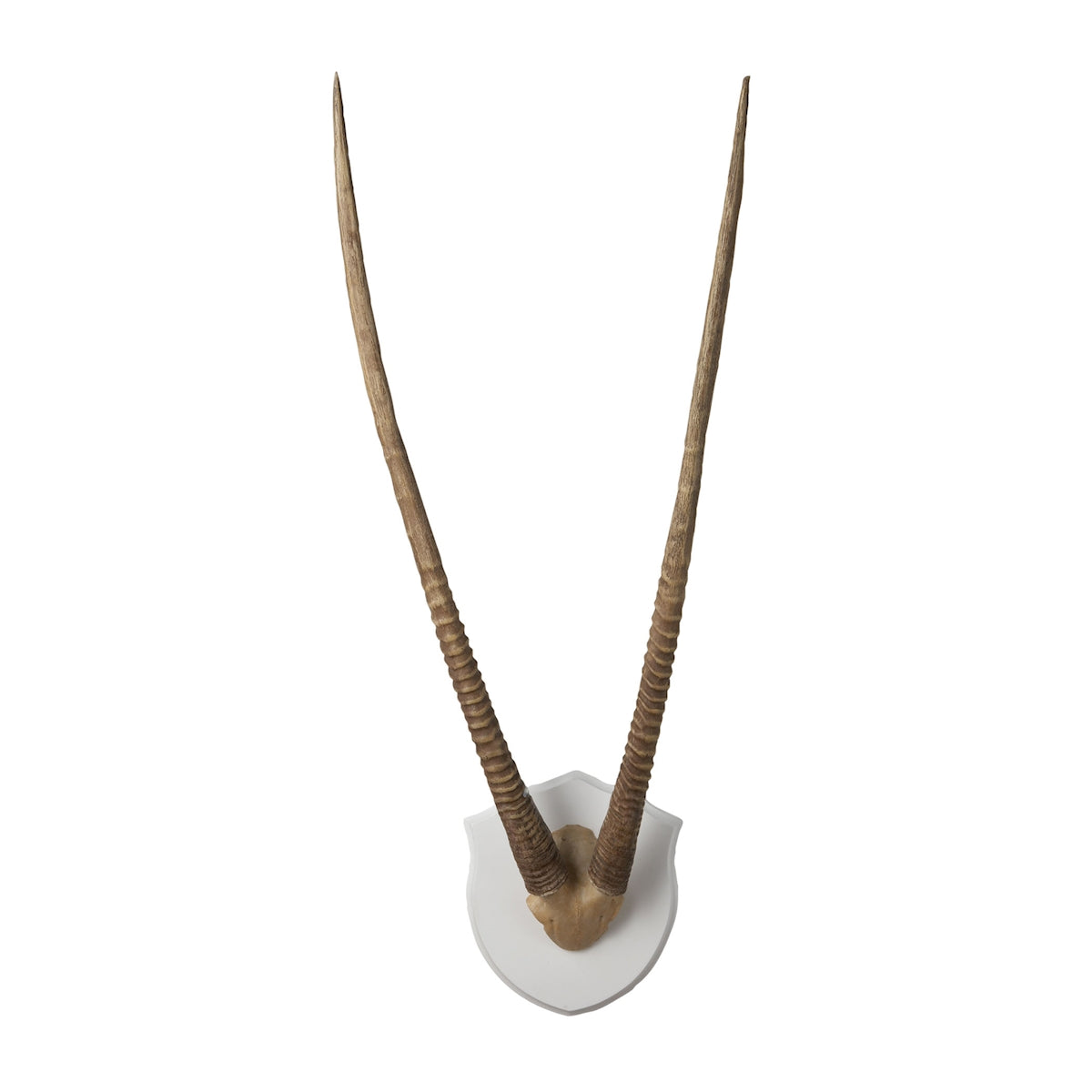 ELK Home - 225026 - Wall Art - Gazelle Horns - Brown