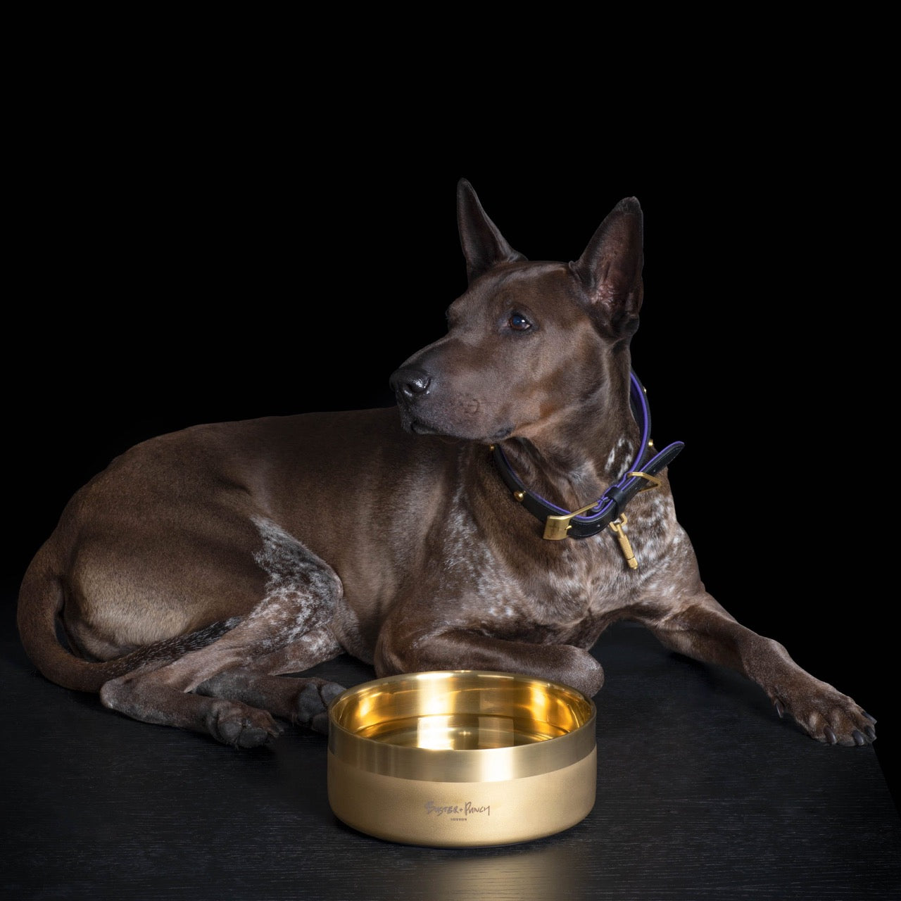 Dog Bowl / Large / Brass